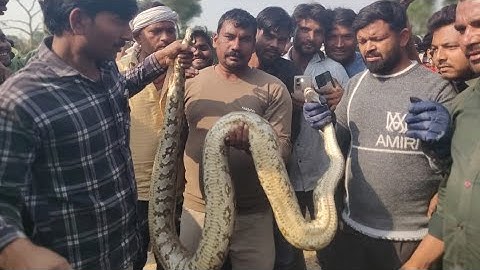 बिलग्राम में पेड़ पर चढ़ा विशाल अजगर, वन विभाग ने कड़ी मशक्कत के बाद अजगर को पकड़ा
