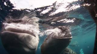 Into the Mouths of Giants: Exclusive Footage from Journey to the South Pacific