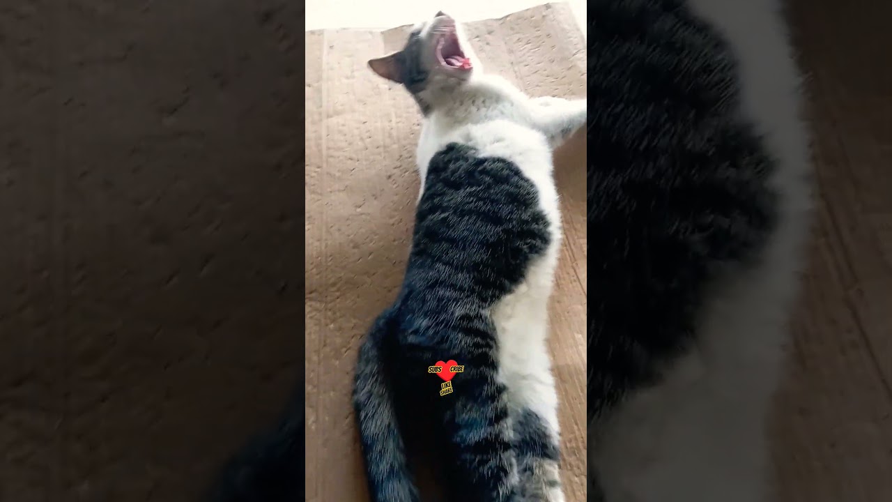 Funny Cat Meowing 🤭💓😸 