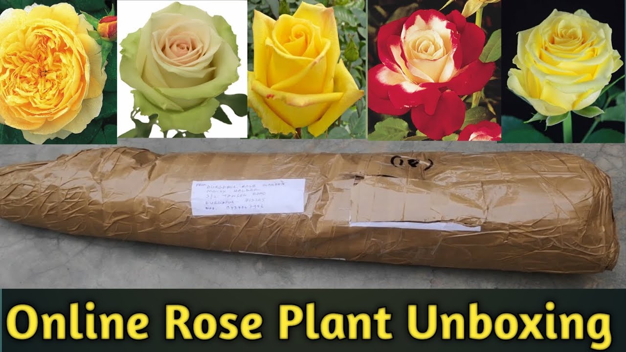 Best Online Rose Plant Shopping .. Online Rose Plant Review YouTube