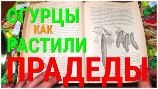 Огурцы. Русский Огород. 1909 год Как и какие сорта выращивали 100 лет назад в России. Читаем Шредера