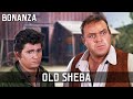 Bonanza - Old Sheba |  Episode 178 | TV Classic | Cult Western | Wild West | Cowboy