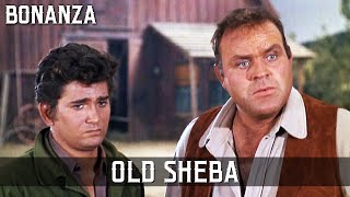 Bonanza  Old Sheba |  Episode 178 | TV Classic | Cult Western | Wild West | Cowboy