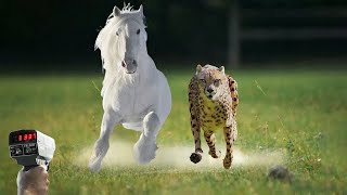 Can a Horse Beat Cheetah in Race?