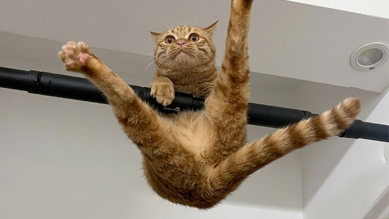 Compilation New Funniest Cat Videos 🤣 Best of Funny Cat Videos - YouTube