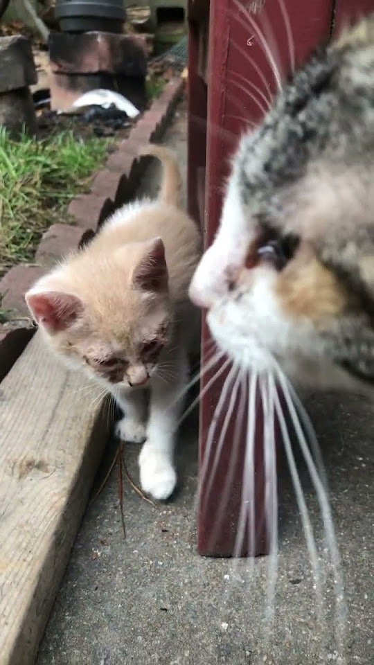 what-happened-to-my-kittens-eyes-youtube