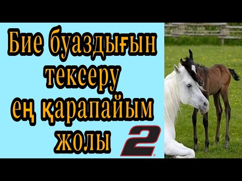 Бейне: Жылқы биені буаз алады ма?