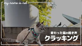 ネルのクラッキングなと鳴き声