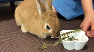 #141 オヤツが早く欲しくてソワソワ落ち着かないウサ
