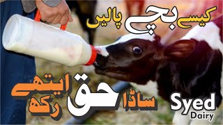 how to do Calf Rearing with Milk Replacer @PkJanwarMandi @Dr.Adnan318 @DrMuzzammil