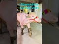 #qawali #2026 #qurbani #sultan 2026 qurbani pink sultan pada
