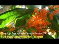 キンモクセイ、太陽の下で良い香り　2021福岡　Osmanthus fragrant, good scent in the sun 2021 Fukuoka　＃金木犀＃秋＃福岡＃日本
