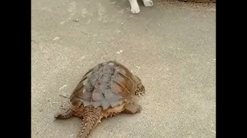 3 amazing facts about turtle #shorts #wildlife