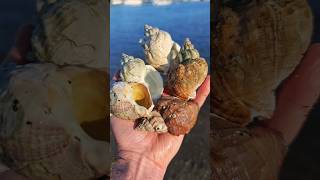Just look at how these shells cleaned up!!!