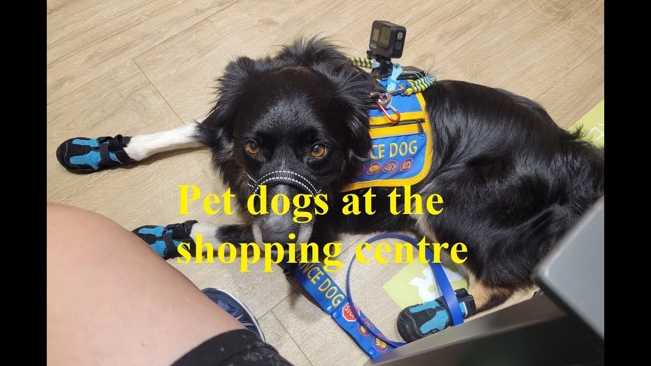 Barking dog at the mall 