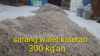 New Kateran swallow nests arrived today, around 300 kg.