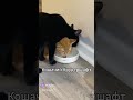 Мана-мана