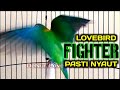 PANCINGAN LOVEBIRD NGETIK NGEKEK PANJANG AMPUH CEPAT GACOR