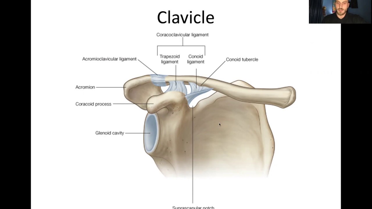 OrthoTips - #5 Upper Limb Fractures - Part 1/2