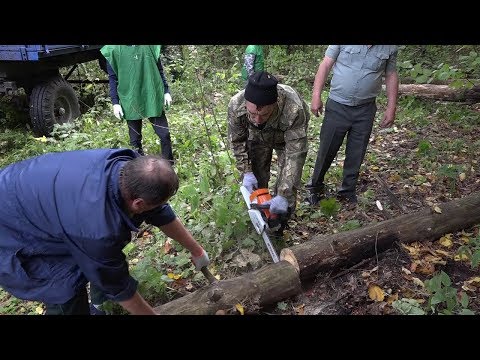 «Легкие» природы вдохнули по-новому