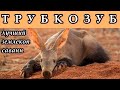 ТРУБКОЗУБ - Лучший землекоп саванн