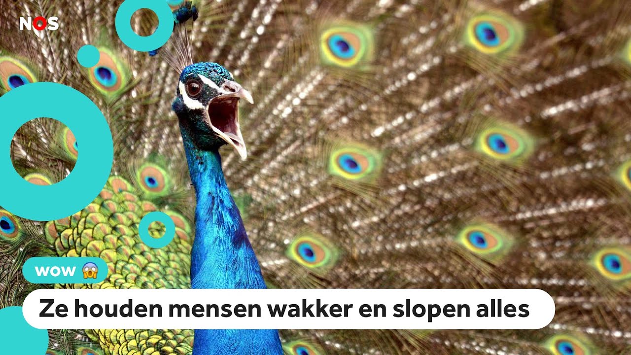 Pauwenplaag in Amerikaans stadje: 'Ze zijn heel irritant'