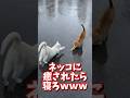 ネッコの動画で癒されたら寝ろwww #2ch #2ch動物スレ #2ch面白いスレ #動物 #犬 #猫 #癒やし #ねこ