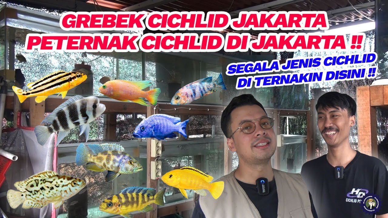TERNAK IKAN CICHLID DI ROOFTOP ?? GREBEK CICHLID JAKARTA PETERNAK CICHLID AFRIKA DI CIPULIR !