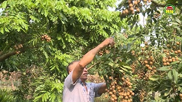 Hưng Yên đẩy mạnh liên kết sản xuất và tiêu thụ nhãn