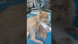 I Woke Up to 3 Newborn Kittens Emotional Surprise!