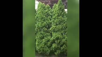 Ice Cream Truck driving by