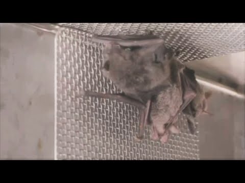 Wuhan bat video shows much of pandemic origin information was ‘Chinese disinformation’