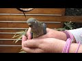 Red Rump Parrot Babies Part 2