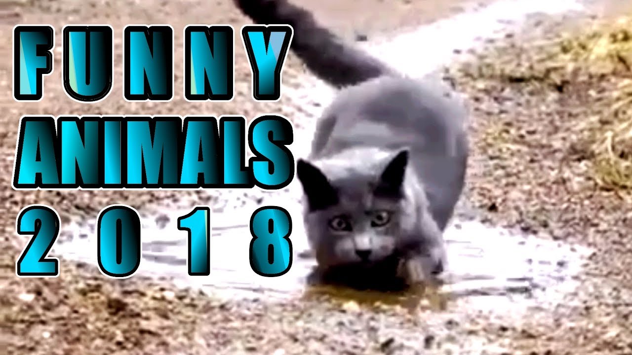 Animals doing CRAZY things YouTube