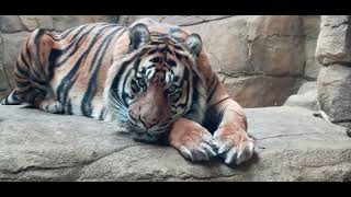 Kitty Cat Asim London Zoo