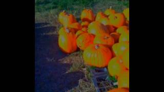 Pumpkin patch Florida 2008