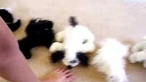 I love Webkinz!