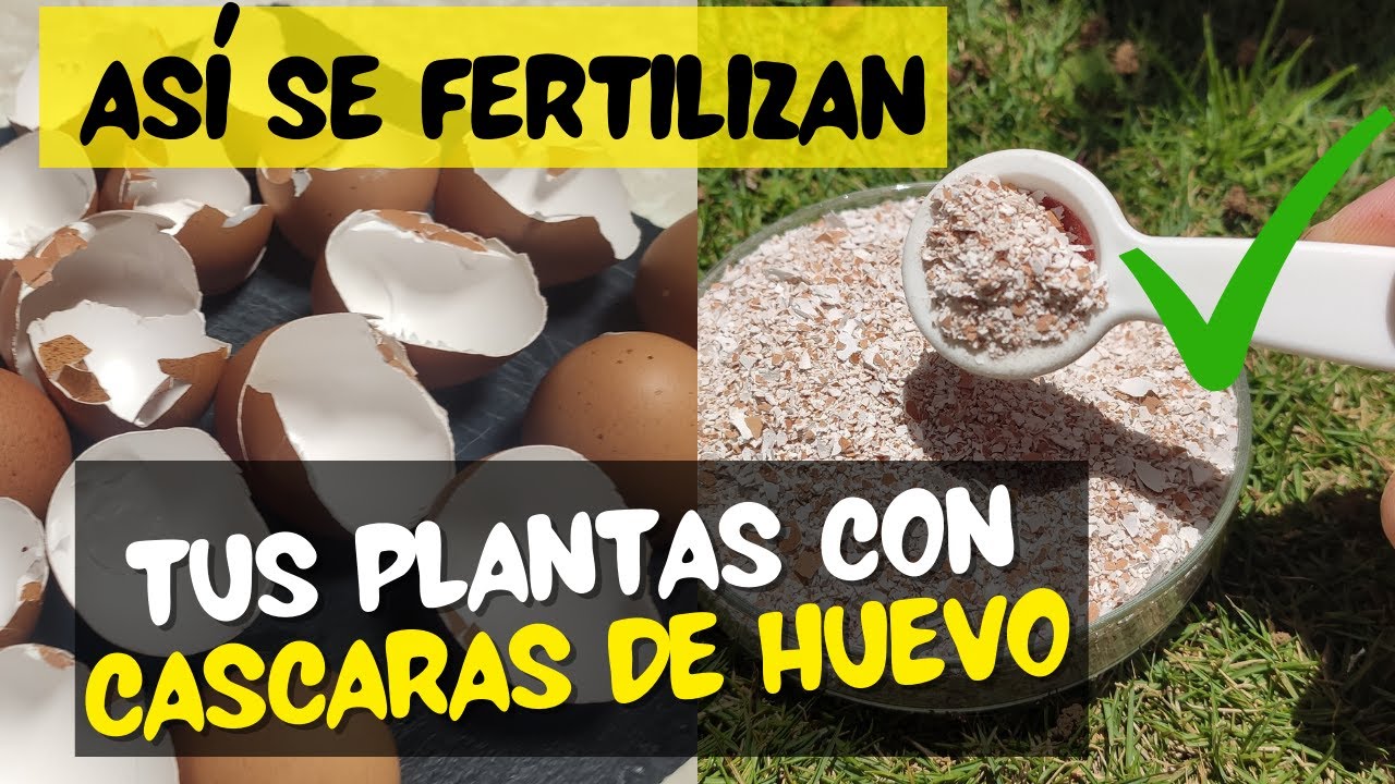 CASCARAS DE HUEVO como fertilizante COMO SE USAN - YouTube