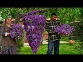 The Best Spring Scent: Picking Lilac Flowers and Making Jam