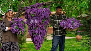 Лучший Аромат Весны: Собираем Цветки Сирени И Готовим Варение