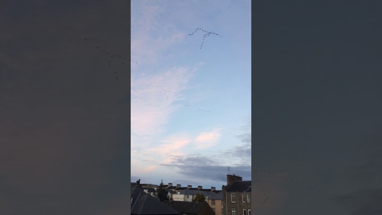 Pink Footed Geese 
