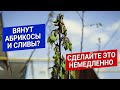 Вянут абрикосы и сливы? Сделайте это немедленно