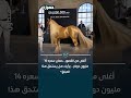 أغلى من القصور حصان سعره 14 مليون دولار برأيك هل يستحق هذا المبلغ