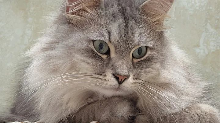 Watch the video about Siberian cat plays with Catnip Ratty