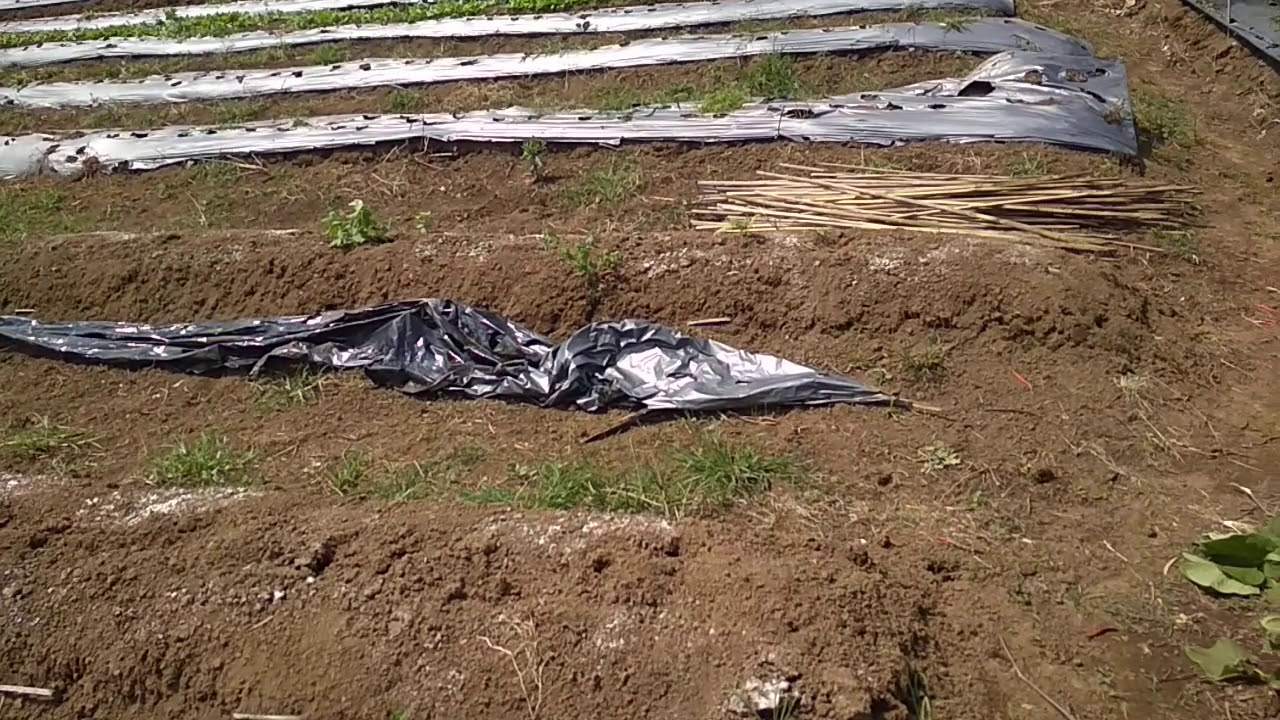 Part 1) persiapan lahan tanaman sawi - YouTube