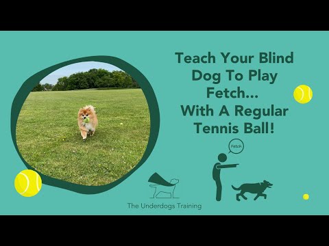 Teach Your Blind Dog To Play Fetch With