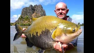 2019 Top Big Fish | and Amazing Automatic Lines | Catching and Processing