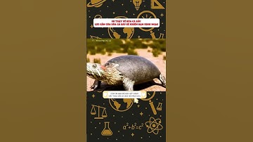 SỰ THẬT VỀ RÙA CÁ SẤU LỰC CẮN CỦA RÙA CÁ SẤU SẼ KHIẾN BẠN KINH NGẠC #facts