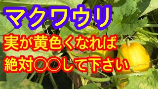 [Moroccanaria] When it gets hot and the fruit starts to turn yellow, be sure to do this. It will ...