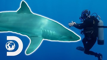 Top 5 Closest Encounters With Sharks Caught On Film! | Shark Week